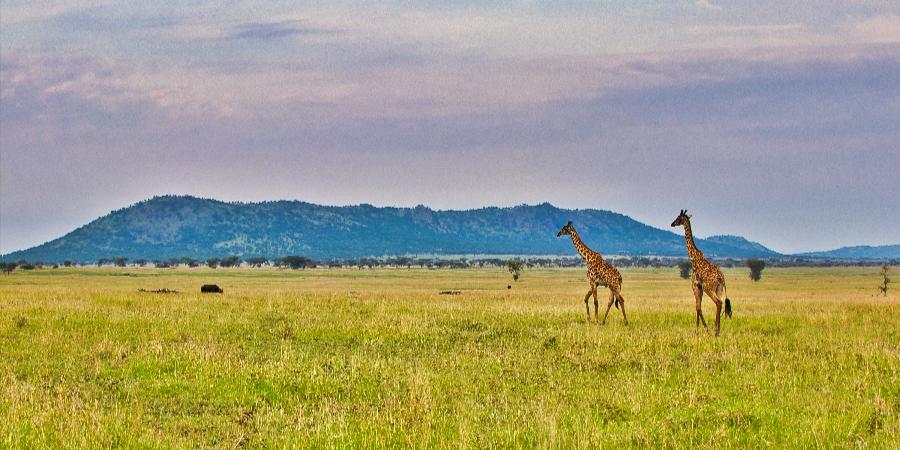 Giraffe nel Parco Nazionale del Serengeti